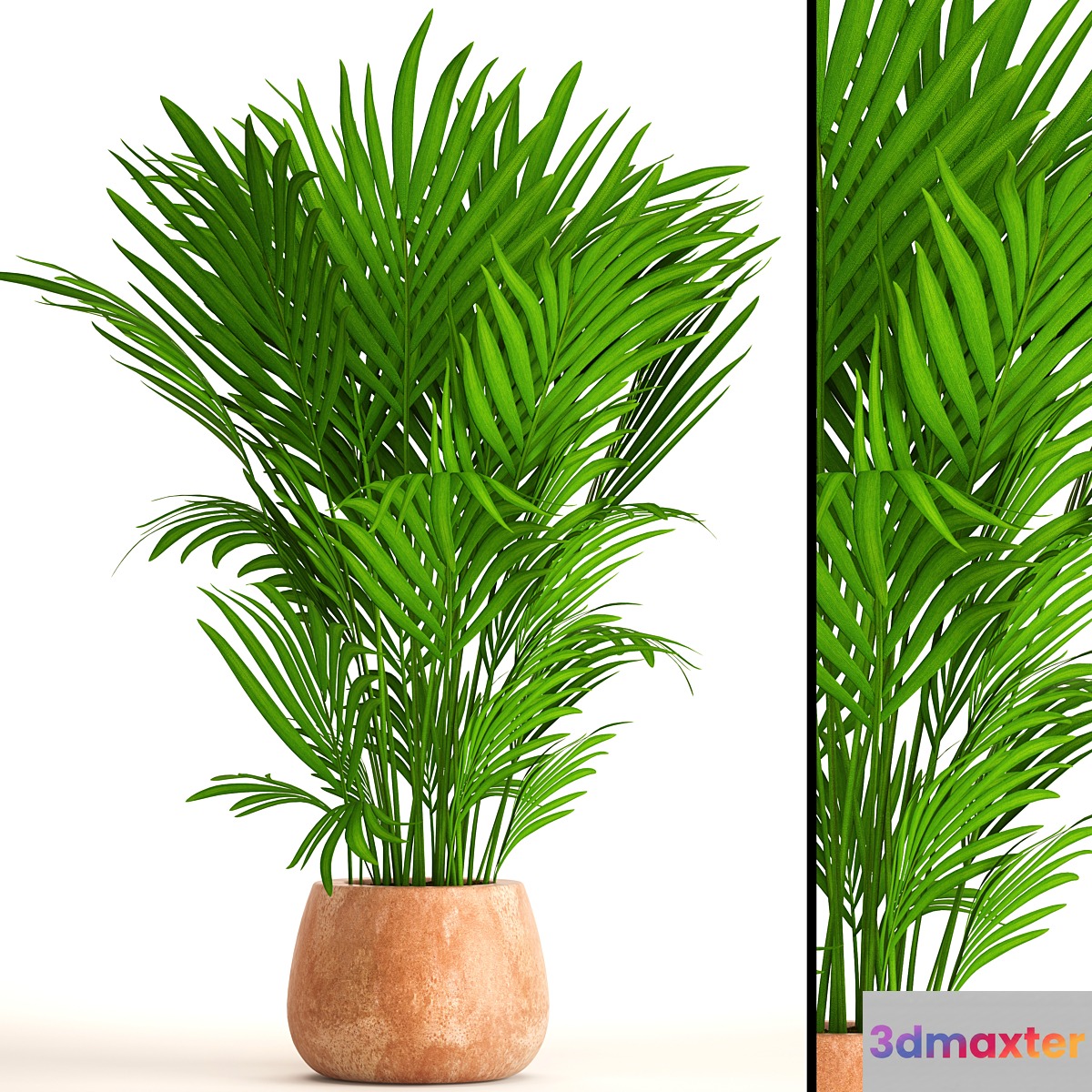 Howea Forsteriana kentia decorative palm tree indoor bush pot clay clinker flowerpot 3D Max