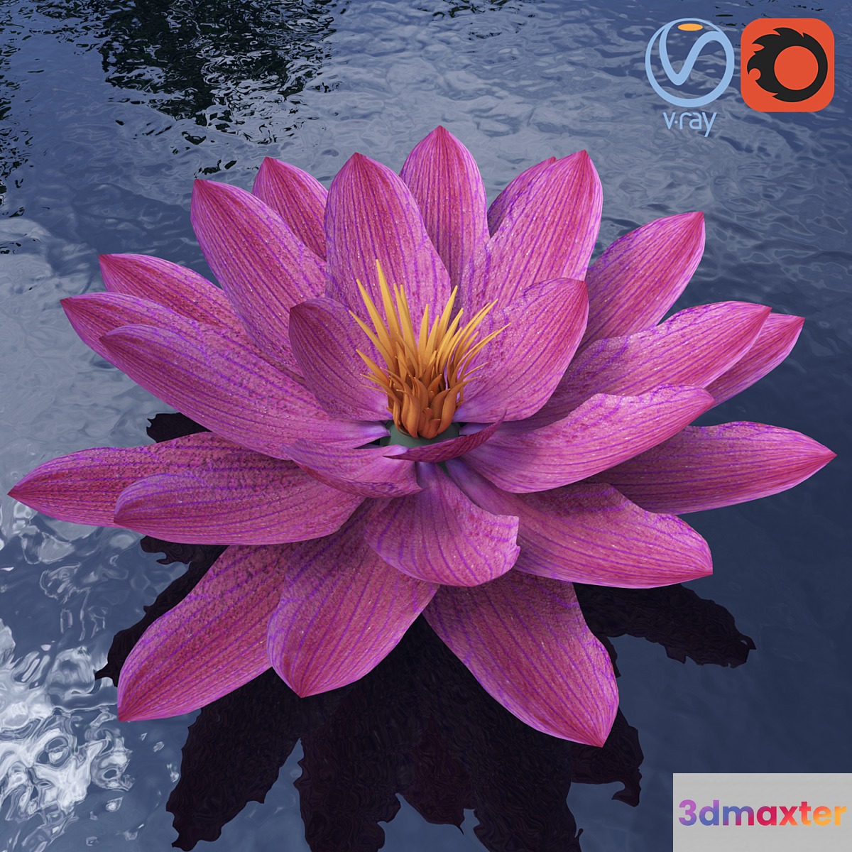Water lily - Water lily 3D Max