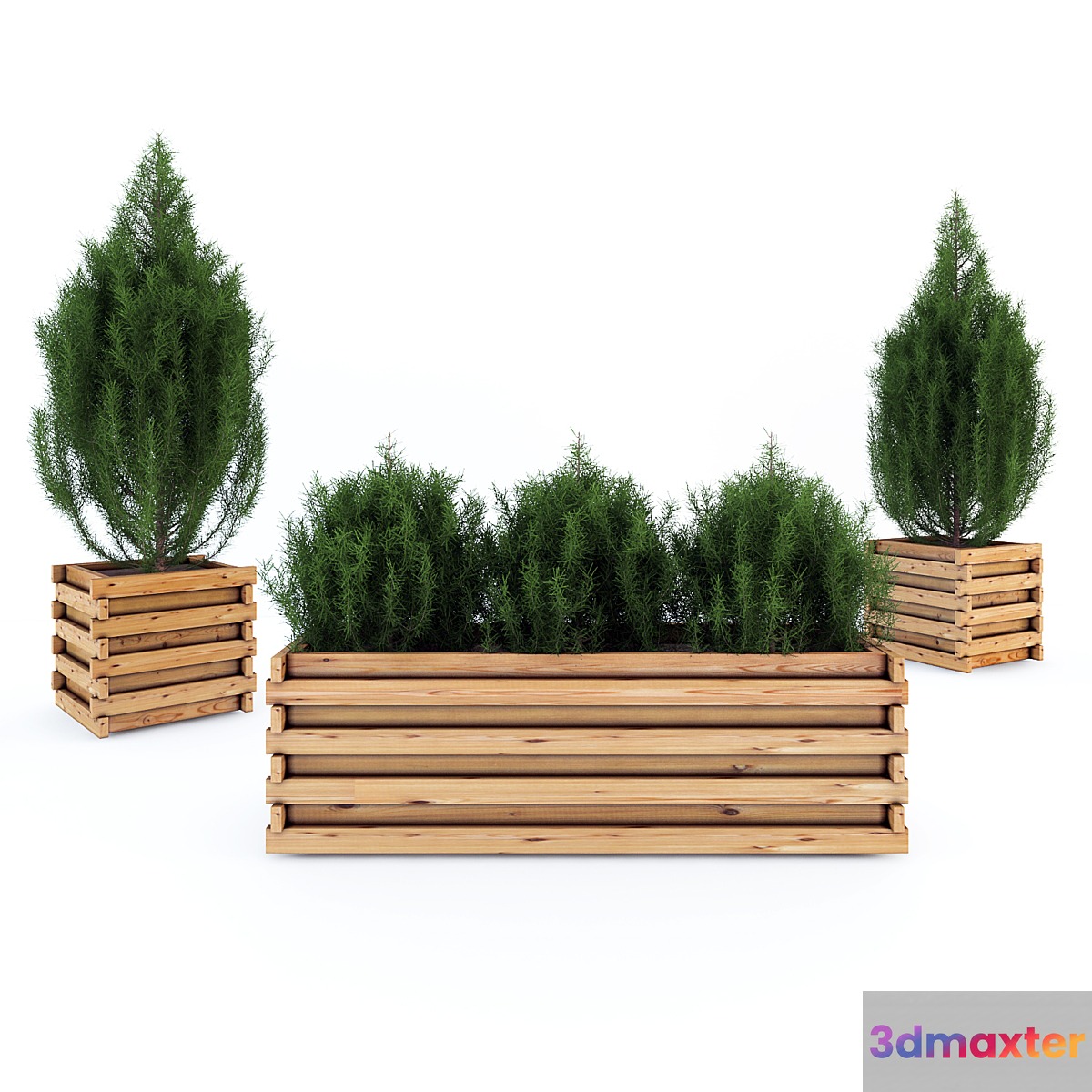 Juniper in tubs 3D Max