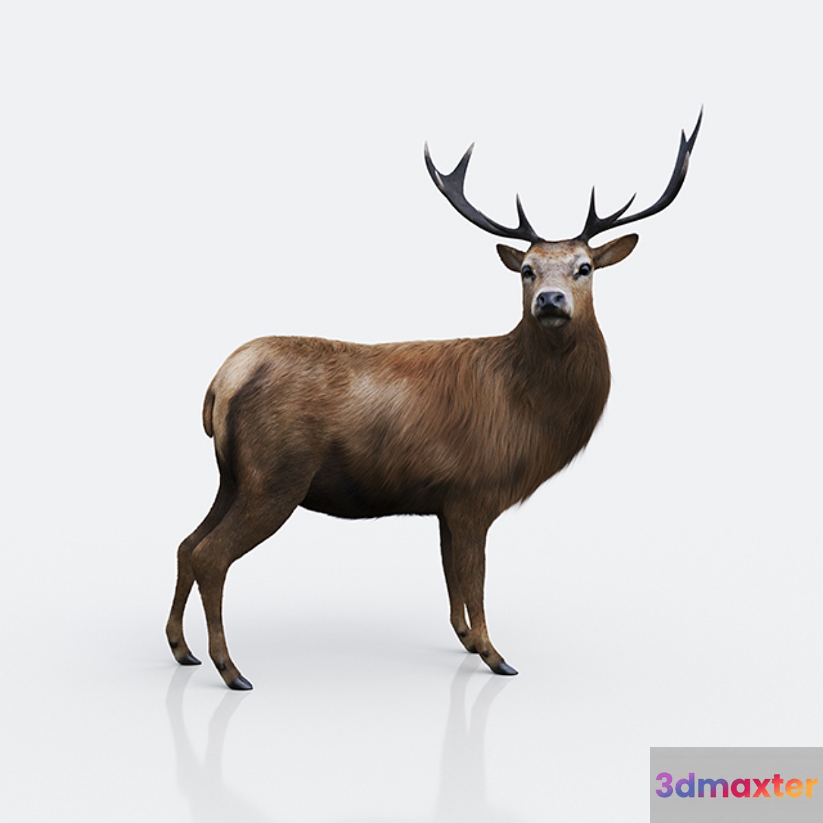 Forest deer 3D Max