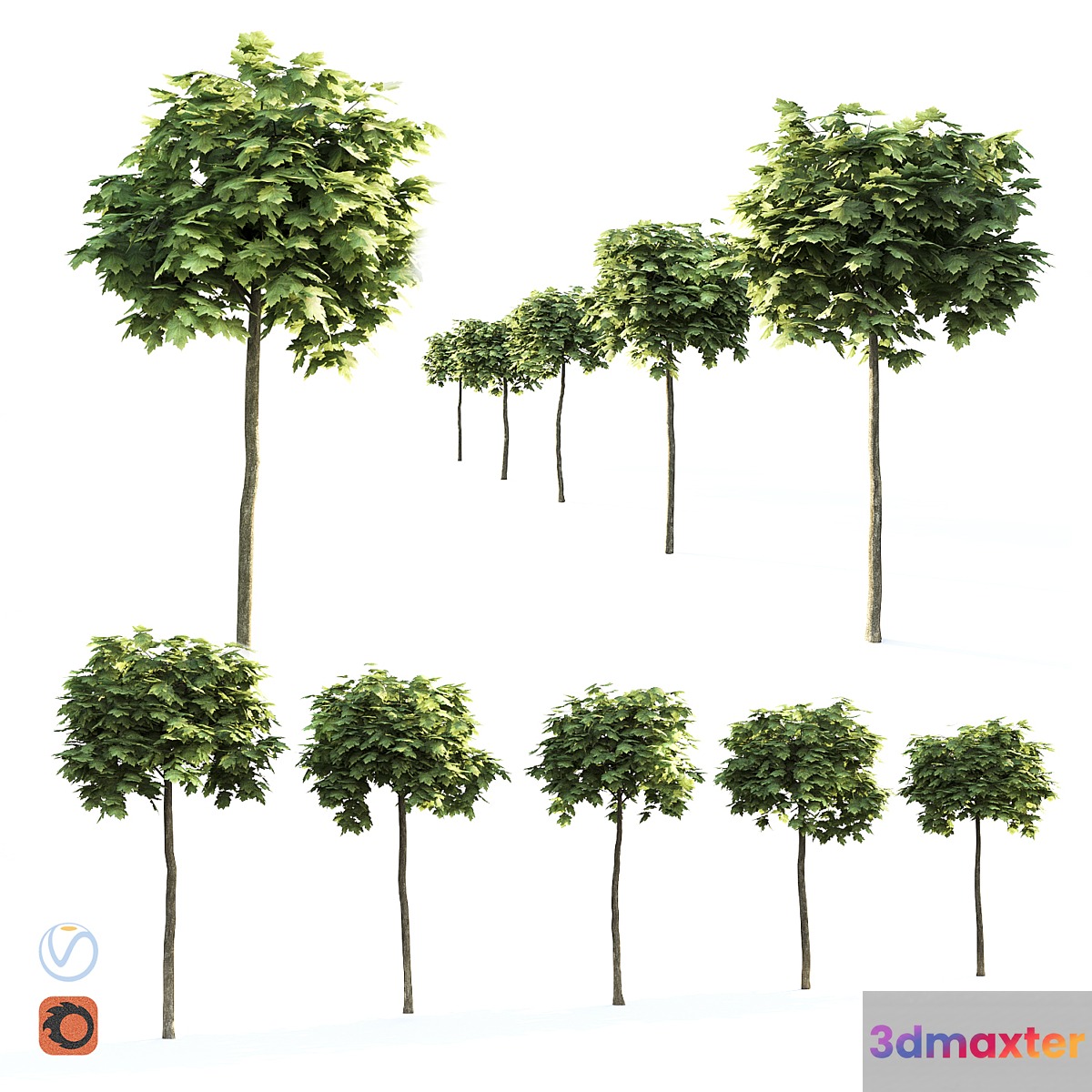 Maple globular 3D Max Maple globular 3D Max
