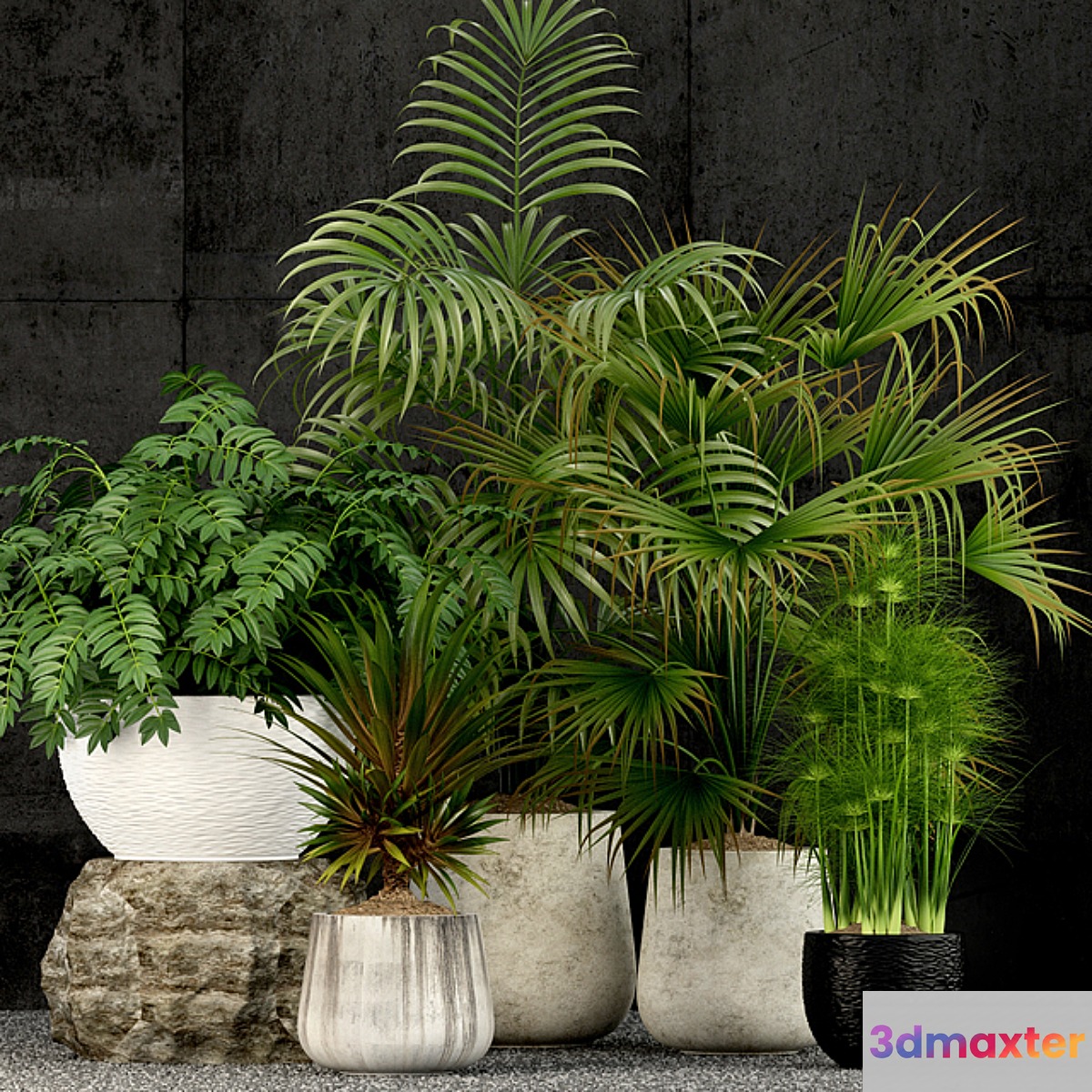 Plants collection 53 - No.3