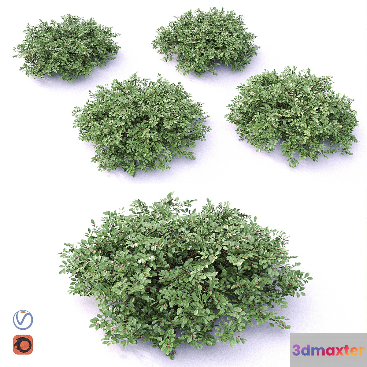 Cotoneaster - No.3