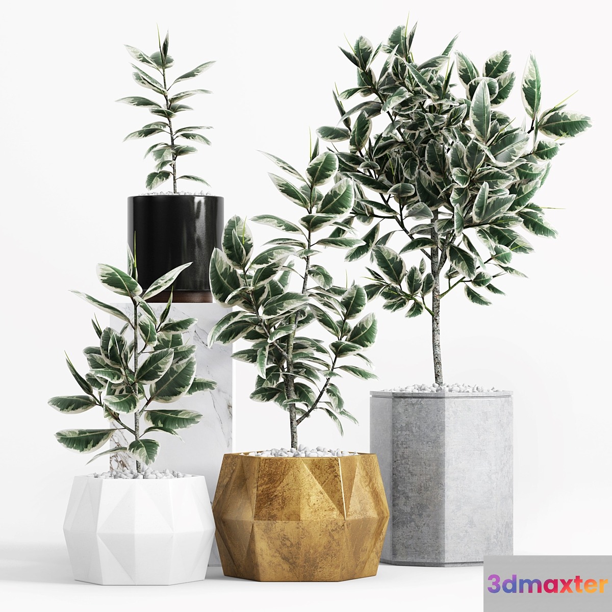 Plants and Planters _8 (Ficus Elastica Variegata) 3D Max