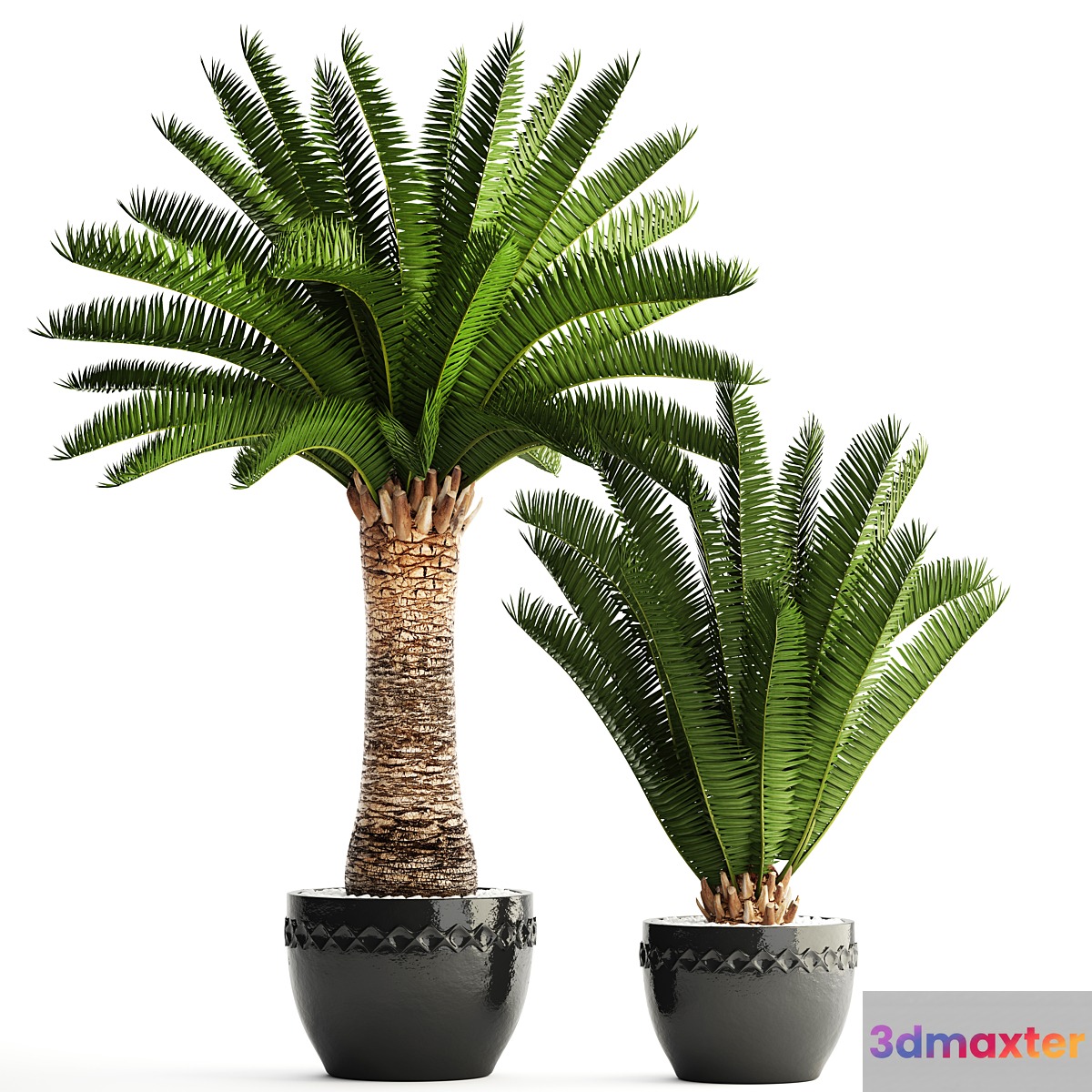 Collection of plants 69. Phoenix canariensis Canarian date Date palm outdoor pot flowerpot date