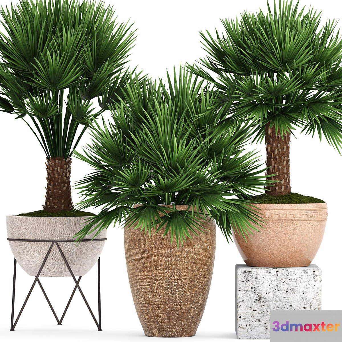 Collection of plants 70. Chamaerops Hamerops palm tree outdoor pot flowerpot concrete clinker clay decorative bush