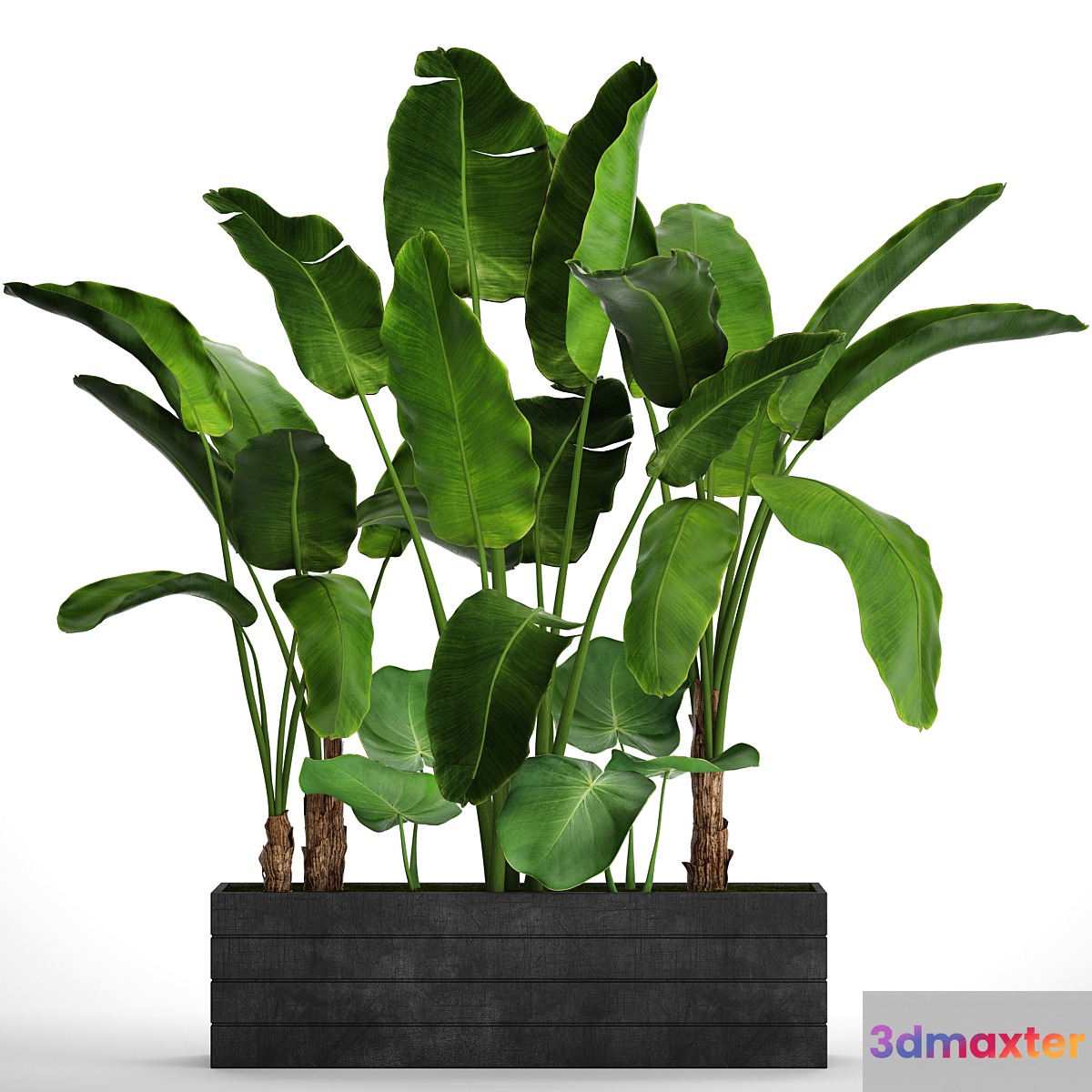 Collection of plants 73. Tropical plants Strelitzia banana bushes thickets pot outdoor flowerpot palm tree - No.2