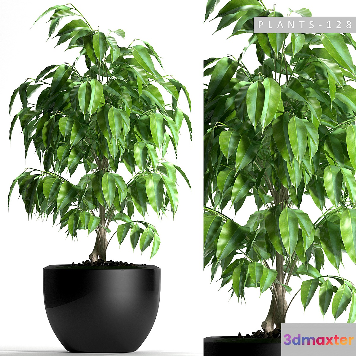 PLANTS 128