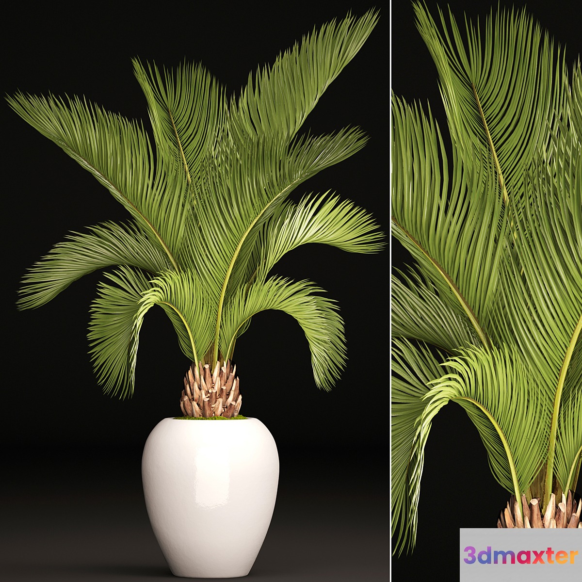 Palm tree in a white pot decorative office interior date cicada flowerpot 3D Max