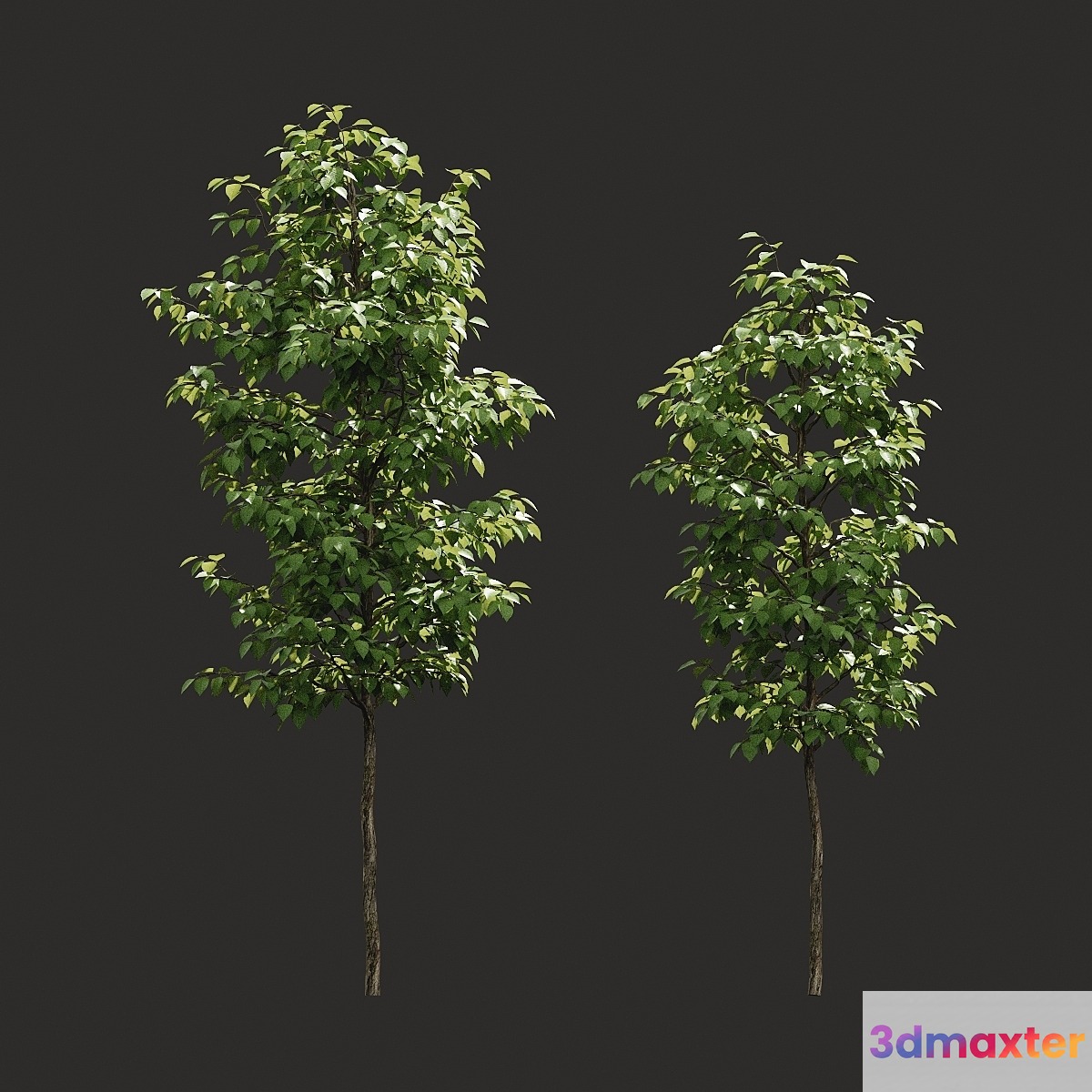 Summer tree # 06