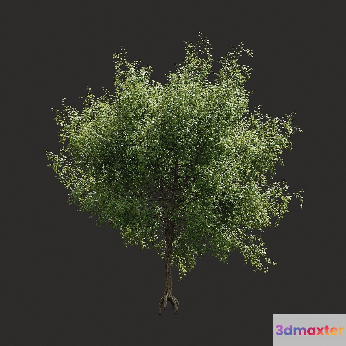 Summer tree # 05 3D Max