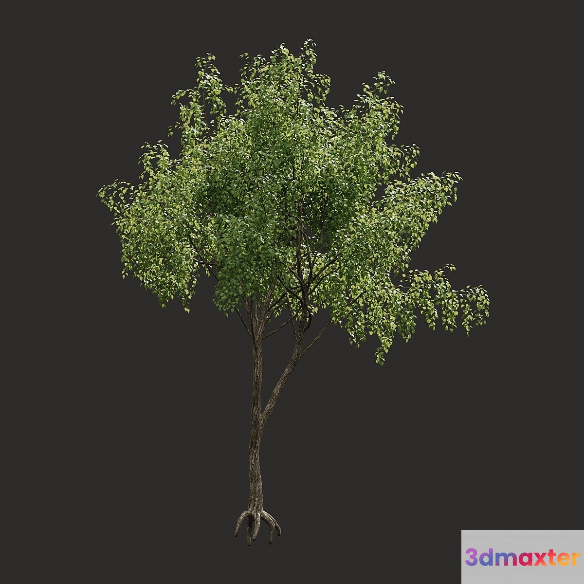 Summer tree # 04 3D Max