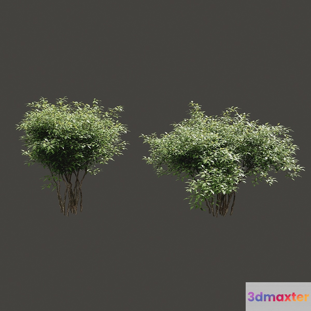 Summer bushes # 2