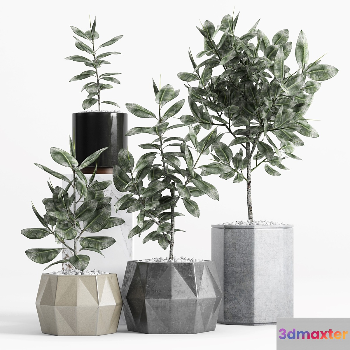 Plants and Planters _9 (Ficus Elastica) - No.2