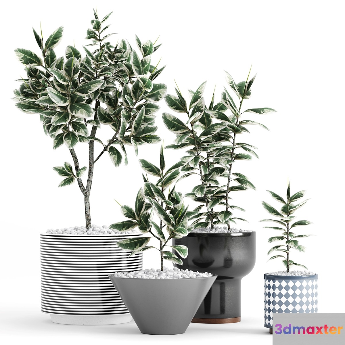 Plants and Planters _10 (Ficus Elastica Variegata) 3D Max