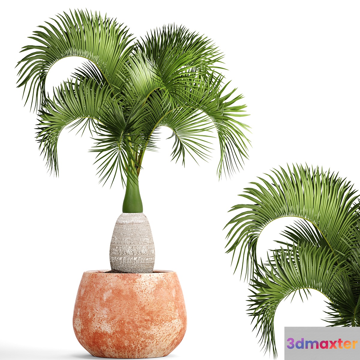 Hyophorbe lagenicaulis 1. decorative palm tree clinker clay pot outdoor indoor exotic pot flower 3D Max