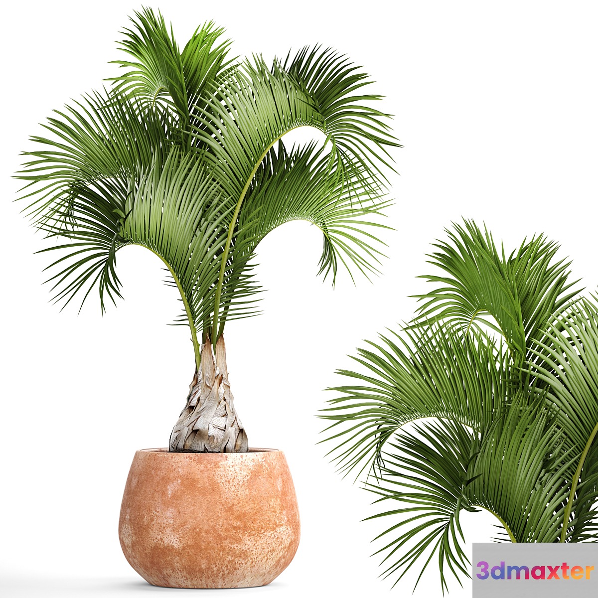 Hyophorbe lagenicaulis 2. decorative palm tree clinker clay pot outdoor indoor exotic pot flower 3D Max