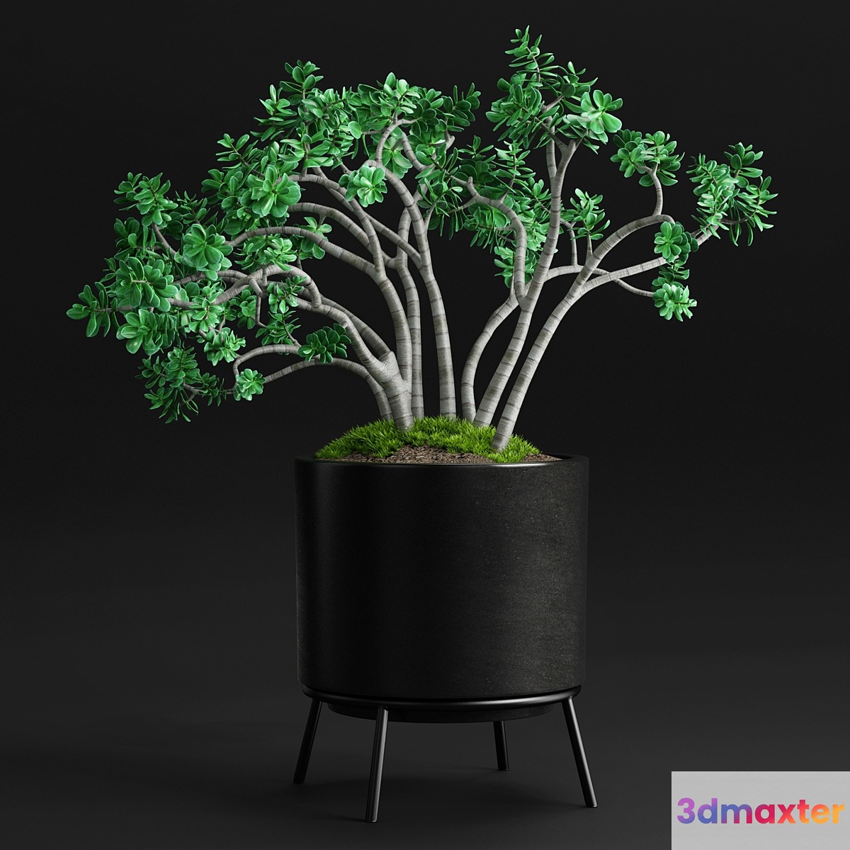 Plants and Planters _11 (Jade Plant) 3D Max