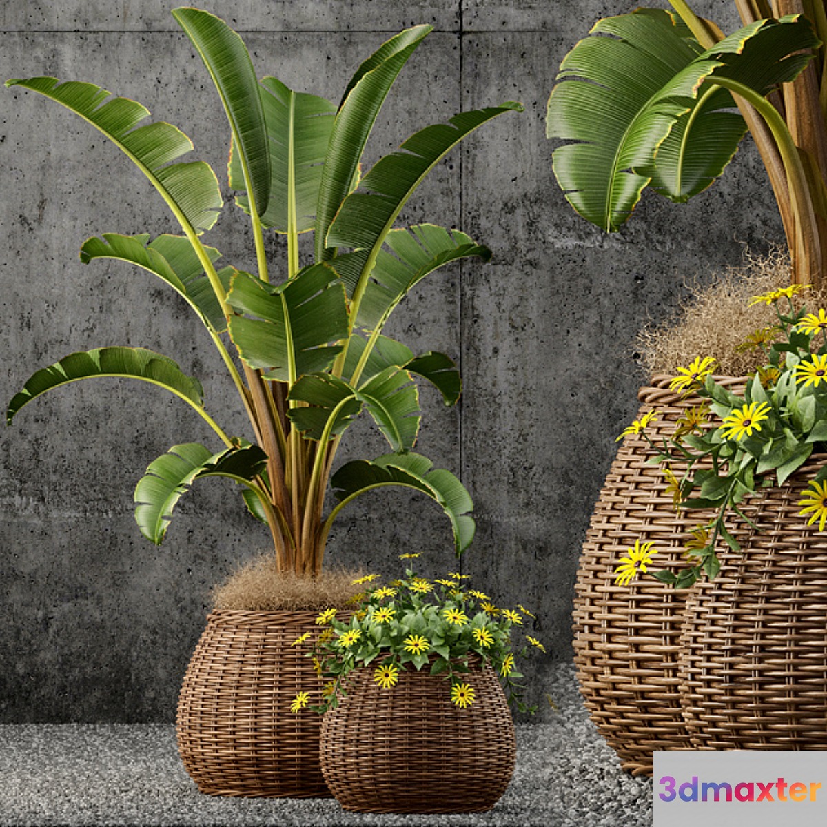 Plants collection 55 3D Max