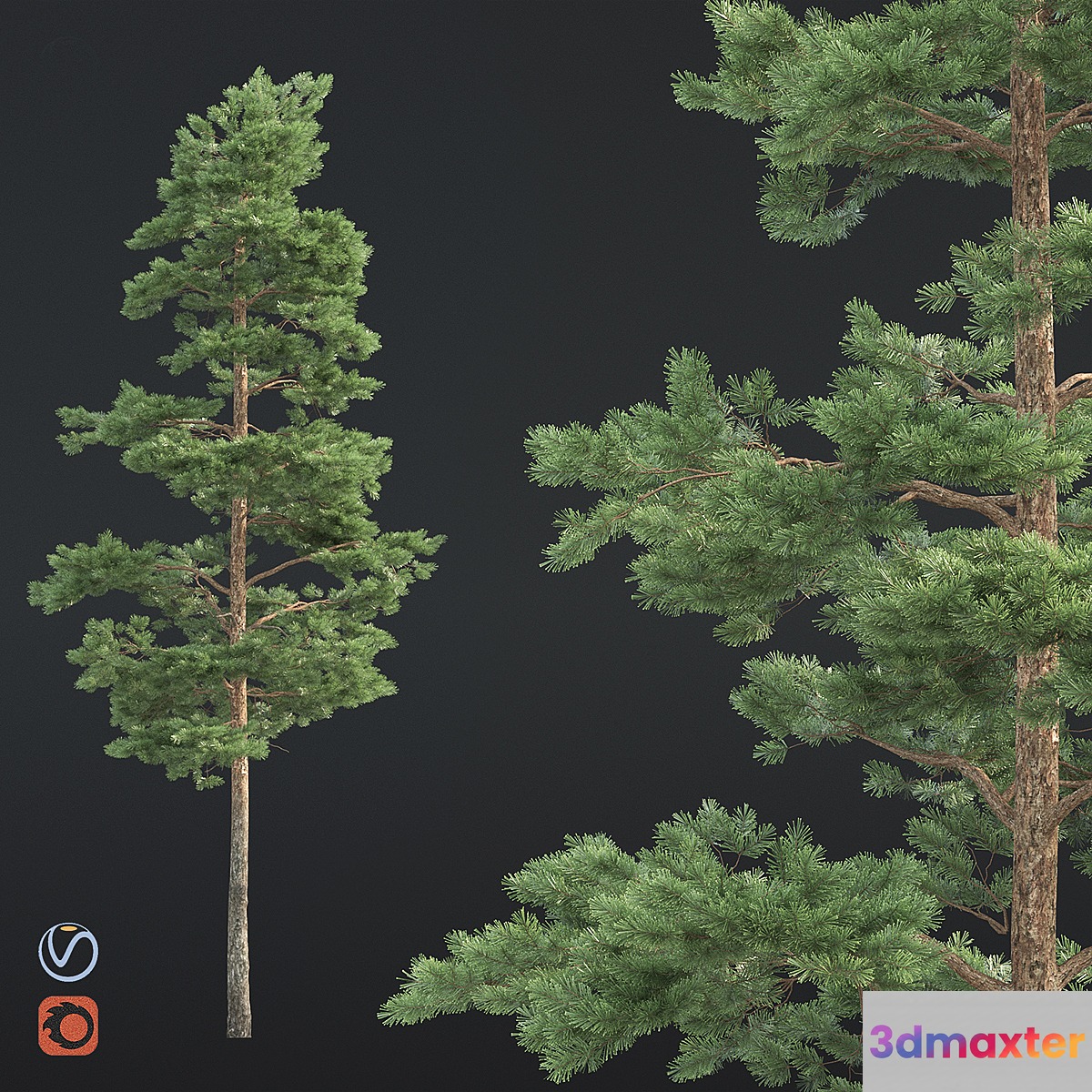 Pine - No.4 3D Max