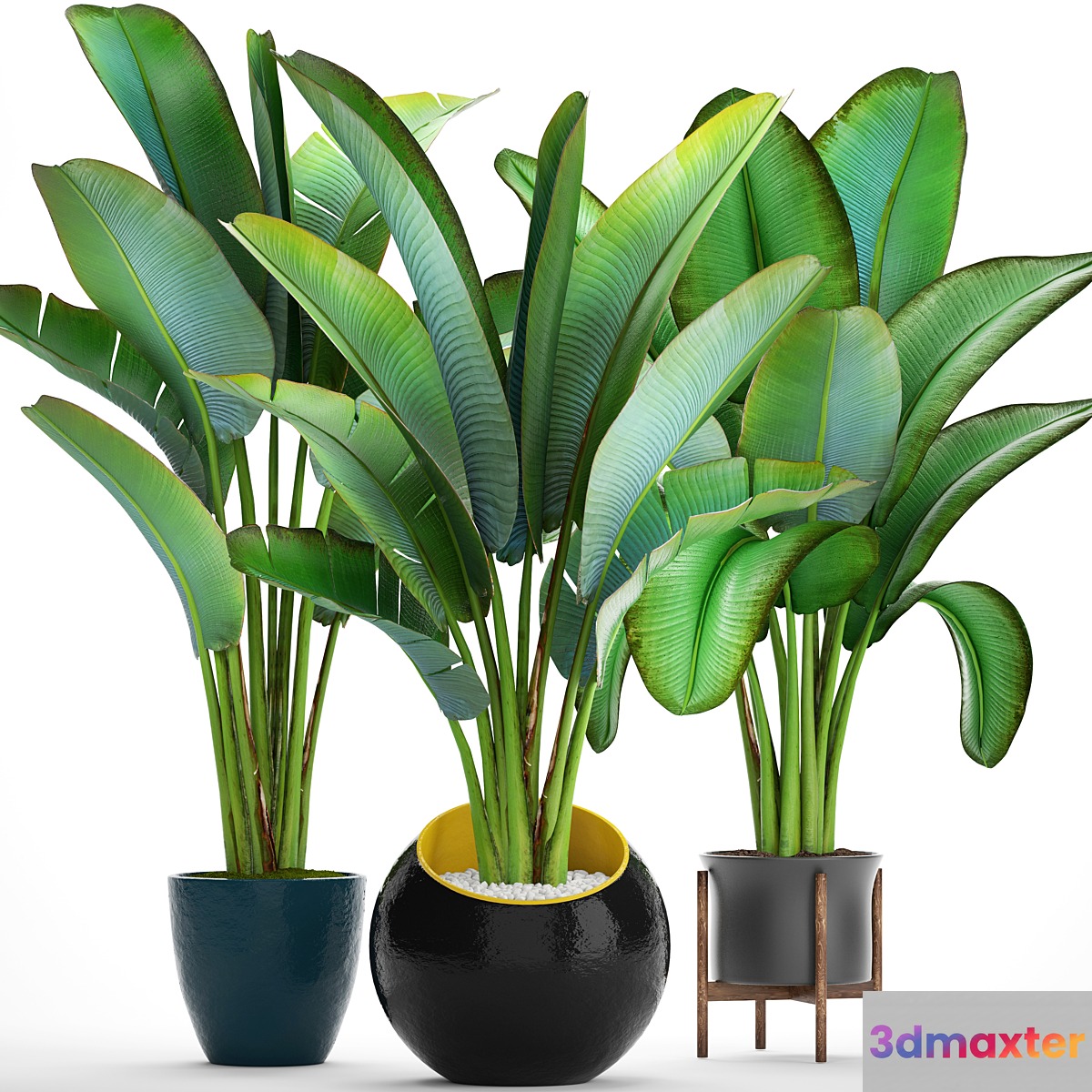 Collection of plants 82. Ravenala Strelitzia Ravenala thickets bushes tropical exotic outdoor flowerpot banana palm