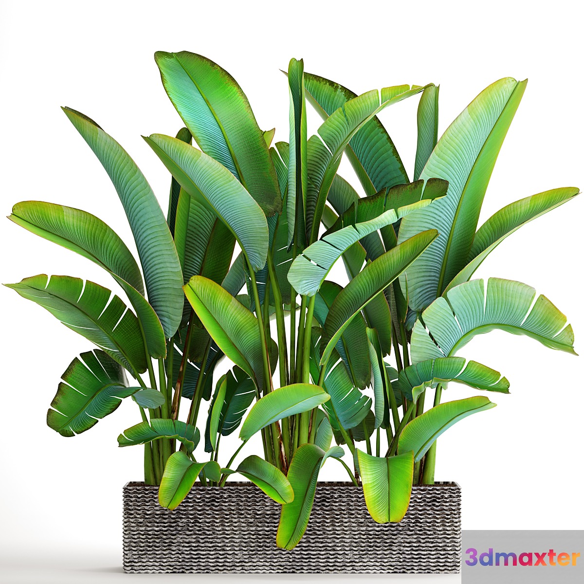 Collection of plants 85. Ravenala strelitzia bushes thickets exotic outdoor pot flowerpot banana bushes ravenala 3D Max