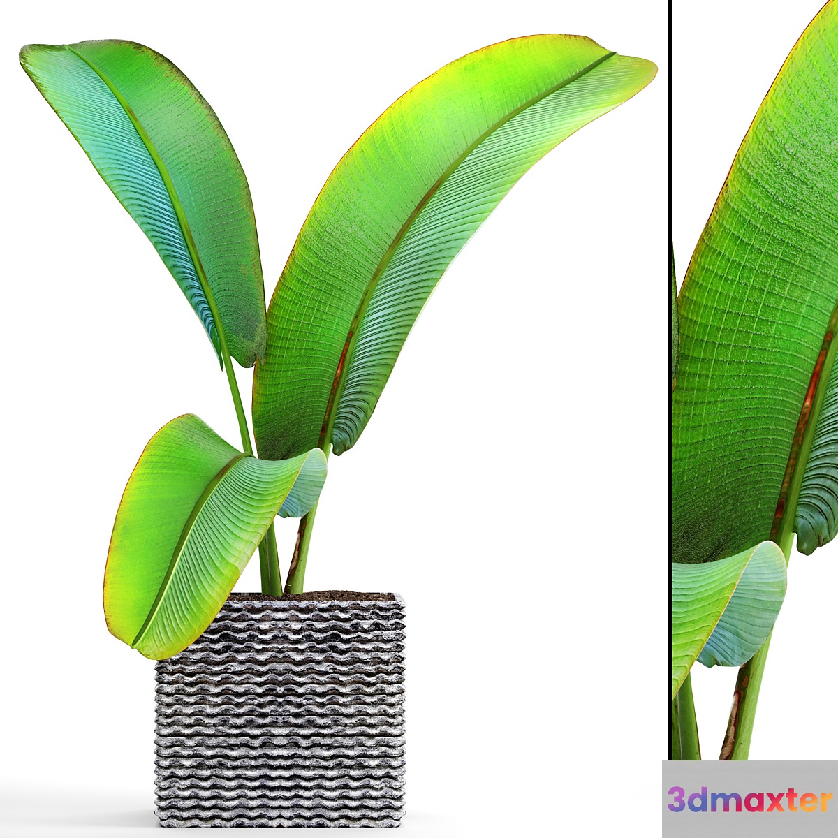 Ravenala Ravenala strelitzia bushes thickets exotic outdoor pot flowerpot banana bushes ravenala 3D Max