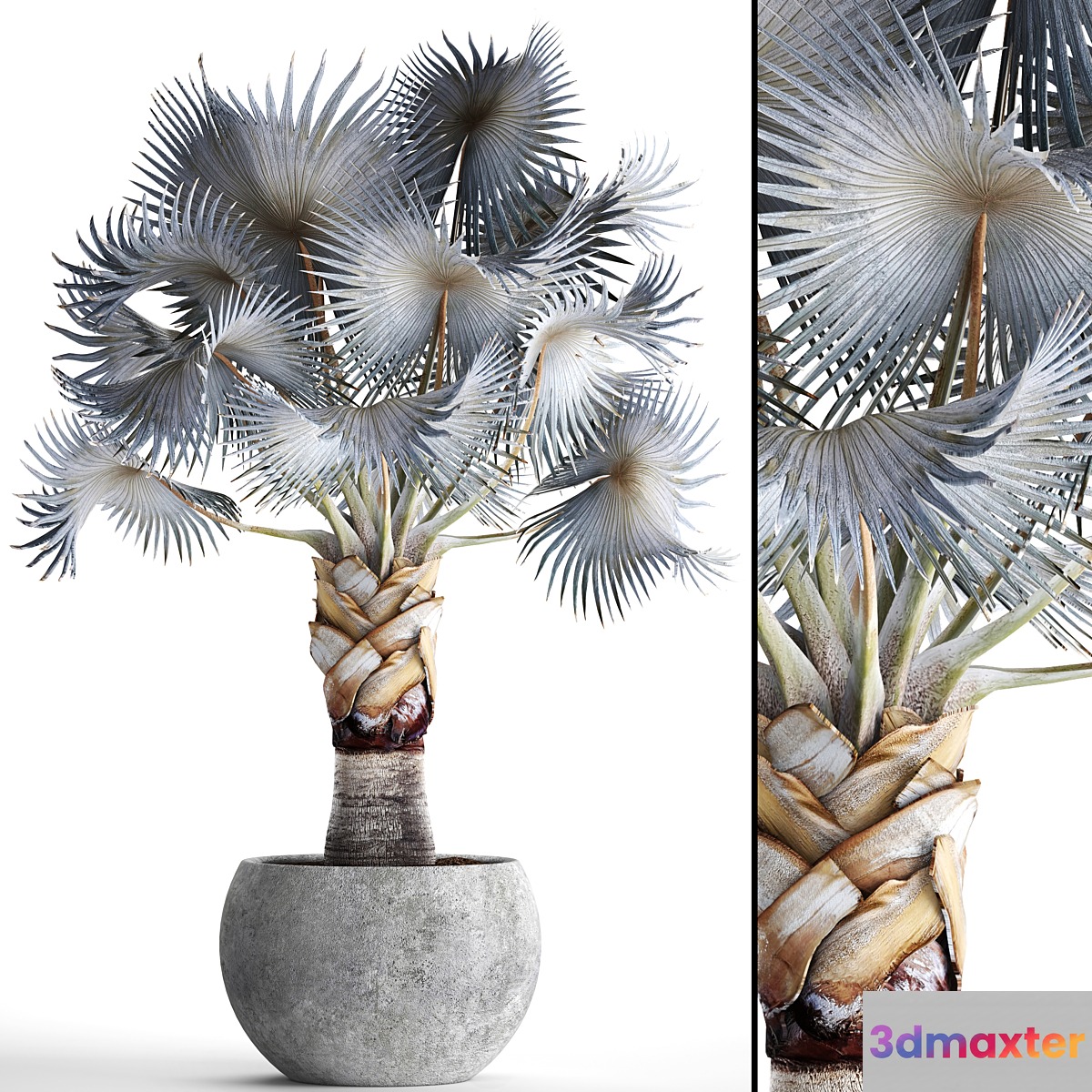 Palm Bismarckia nobilis Blue. fan palm brachea bismarckia palm tree in a vase pot decorative outdoor blue palm concrete