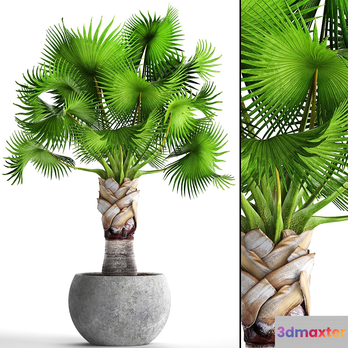 Bismarckia Nobilis green. fan palm brachea bismarckia palm tree in a vase pot decorative outdoor 3D Max