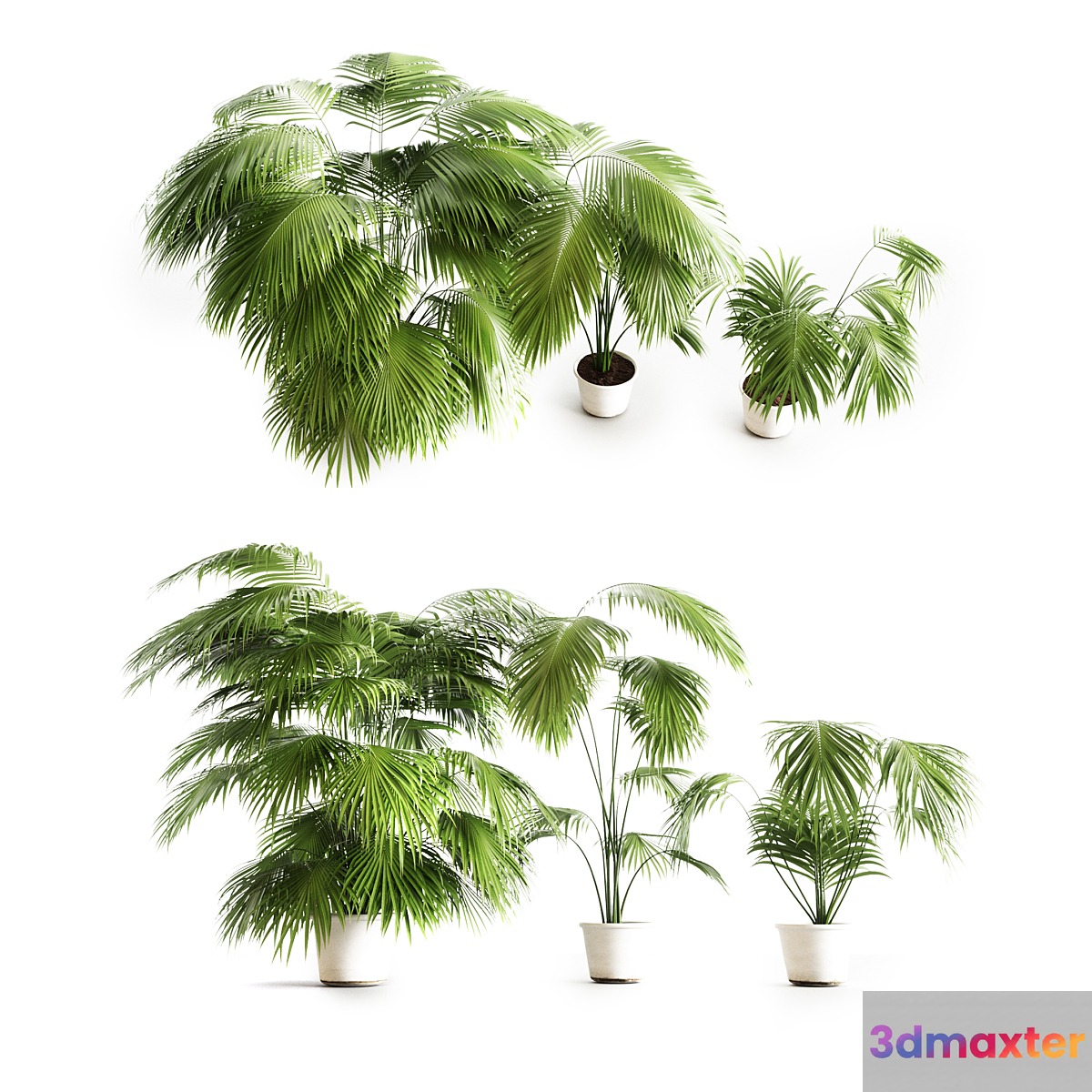 Big palms 3D Max