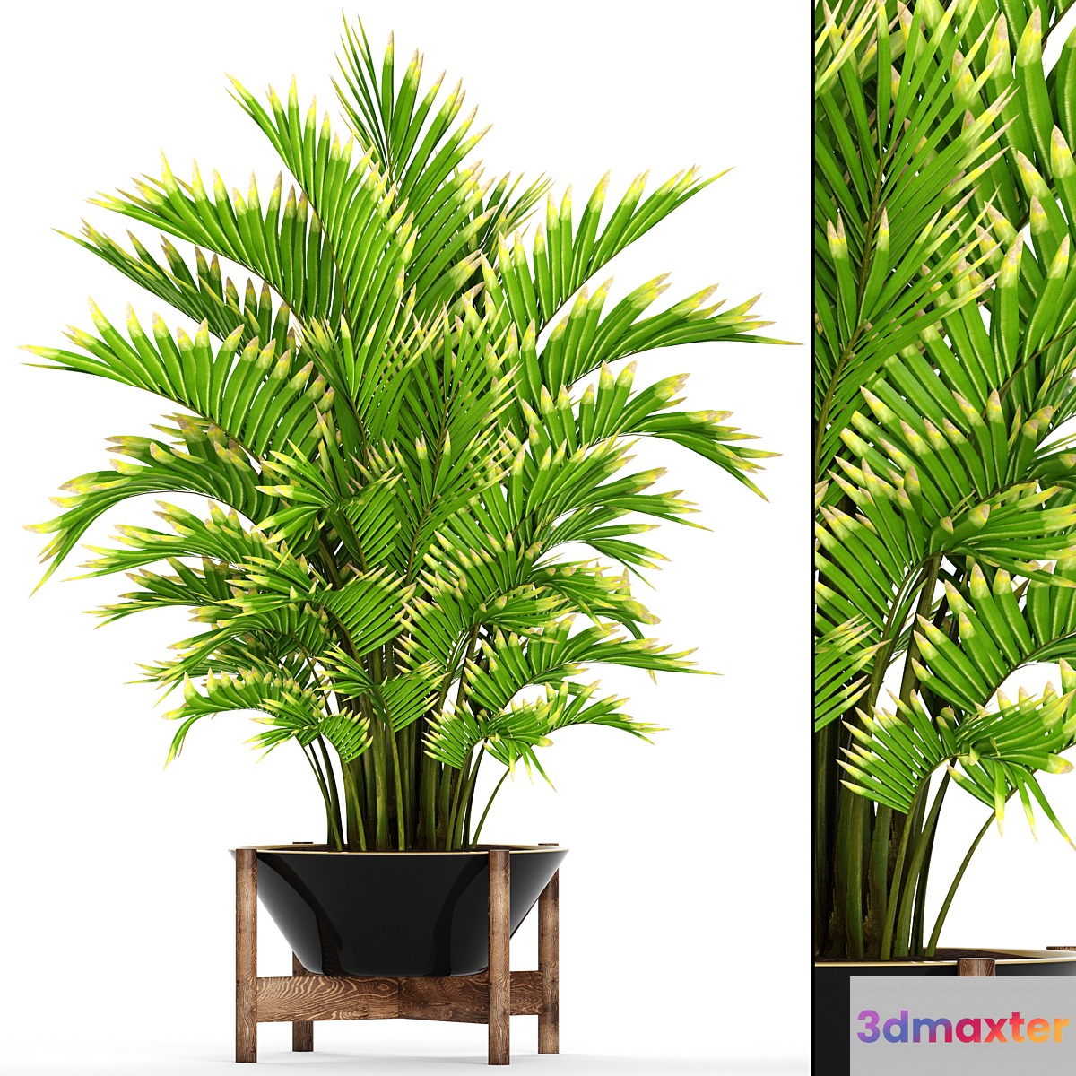 Howea forsteriana 2. ornamental palm howea pot flower 3D Max