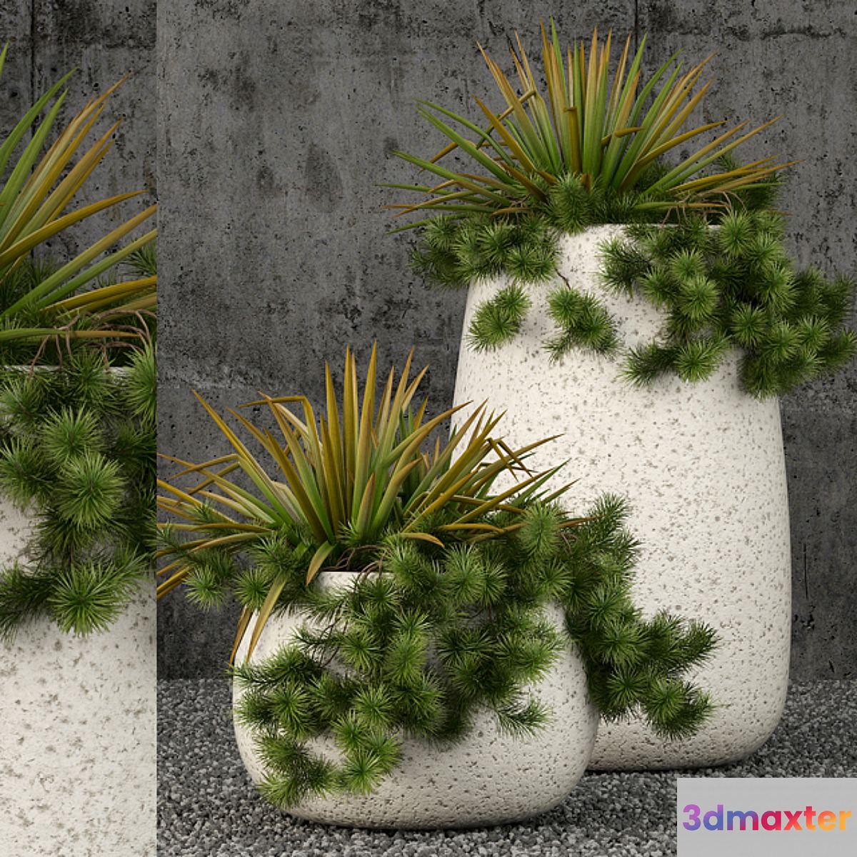 Plants collection 57