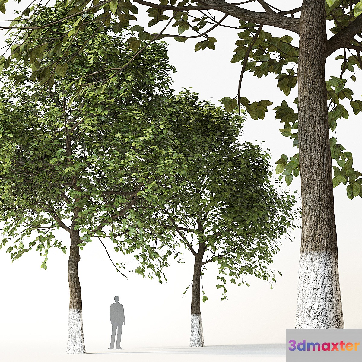 Trees 2