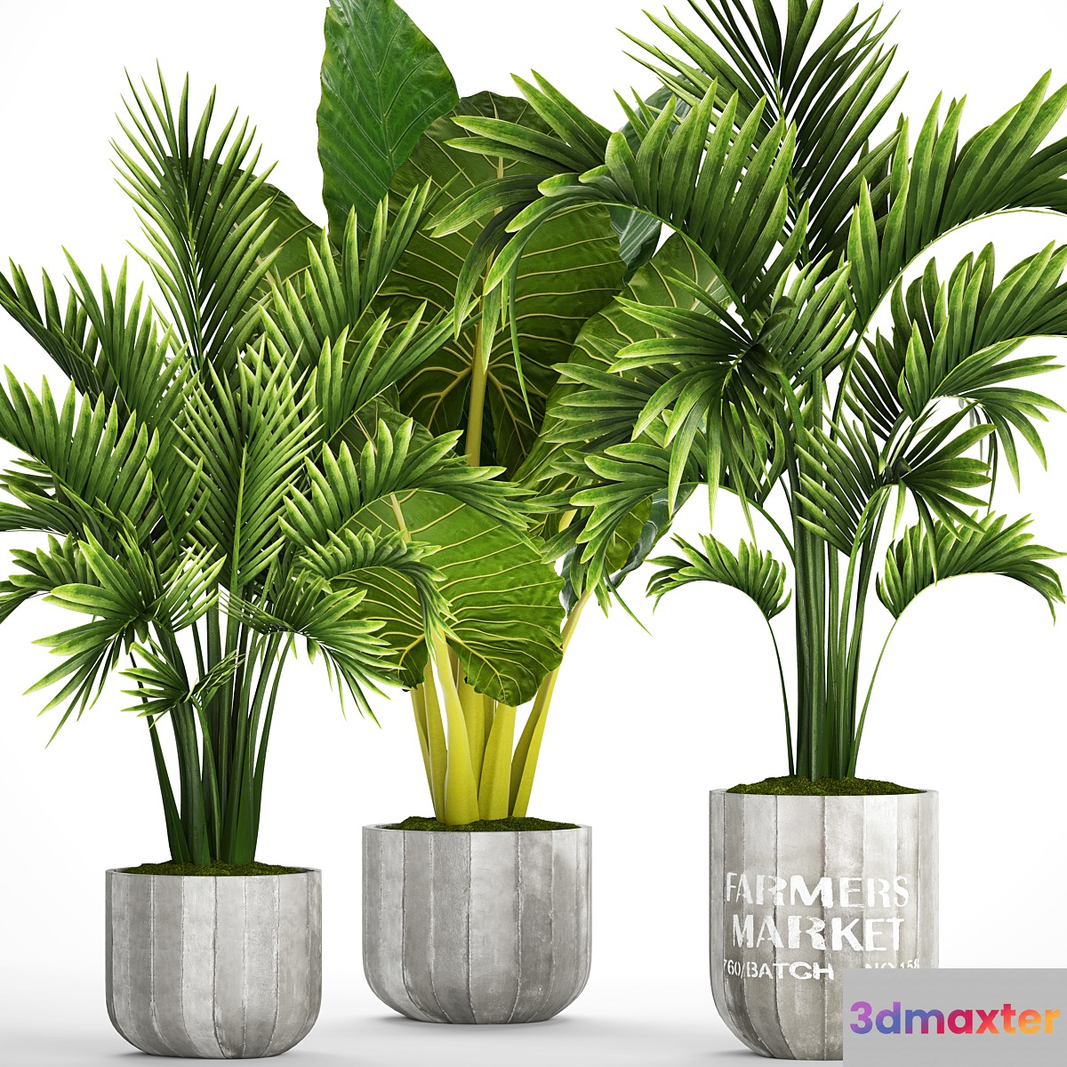 Collection of plants 92. Palm tree alocasia bushes howea concrete pot flowerpot tropical plants 3D Max