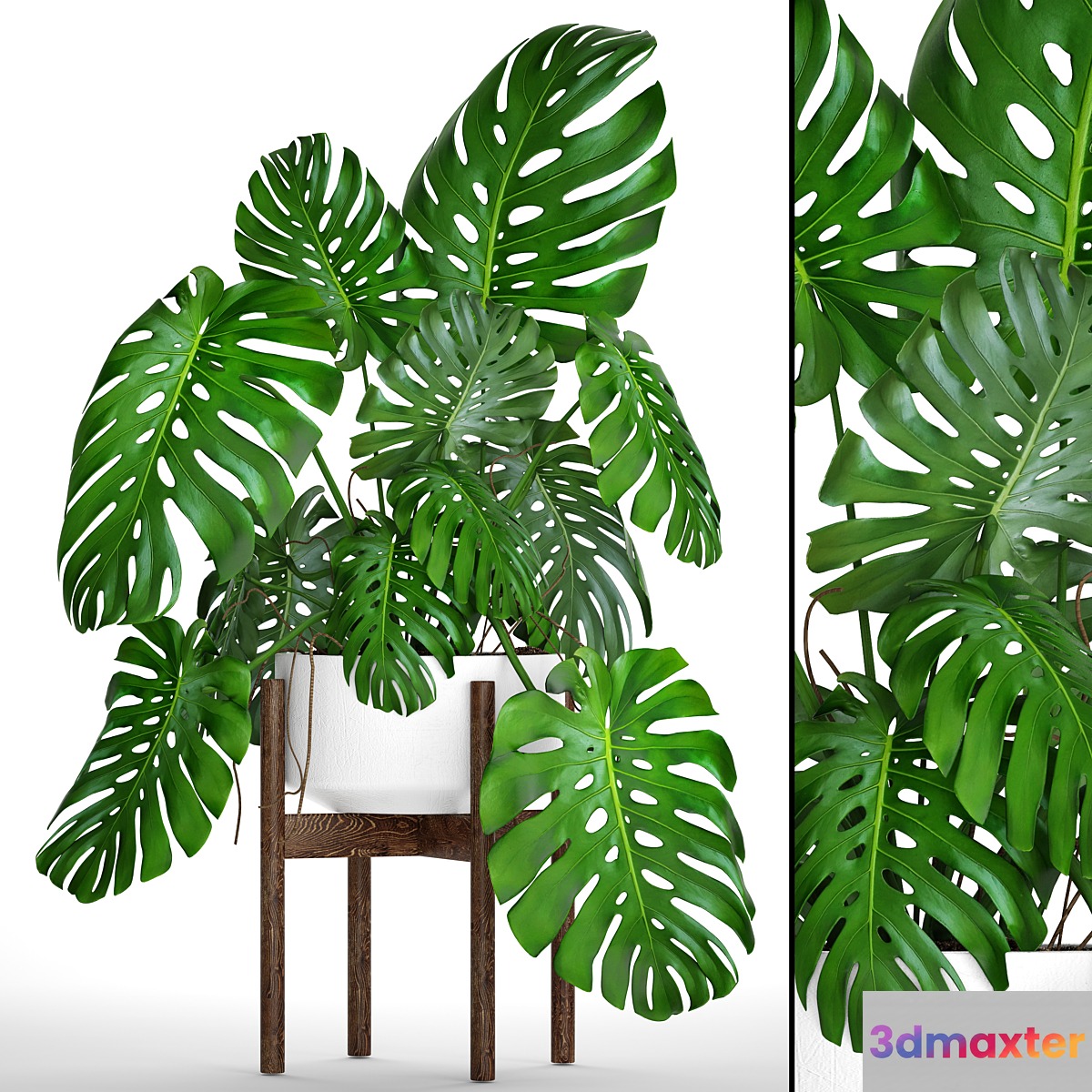 Monstera 5. Monstera in a white flowerpot pot bush decorative indoor flower 3D Max