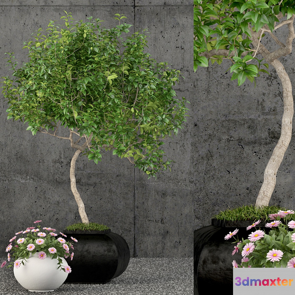 Plants collection 61 3D Max