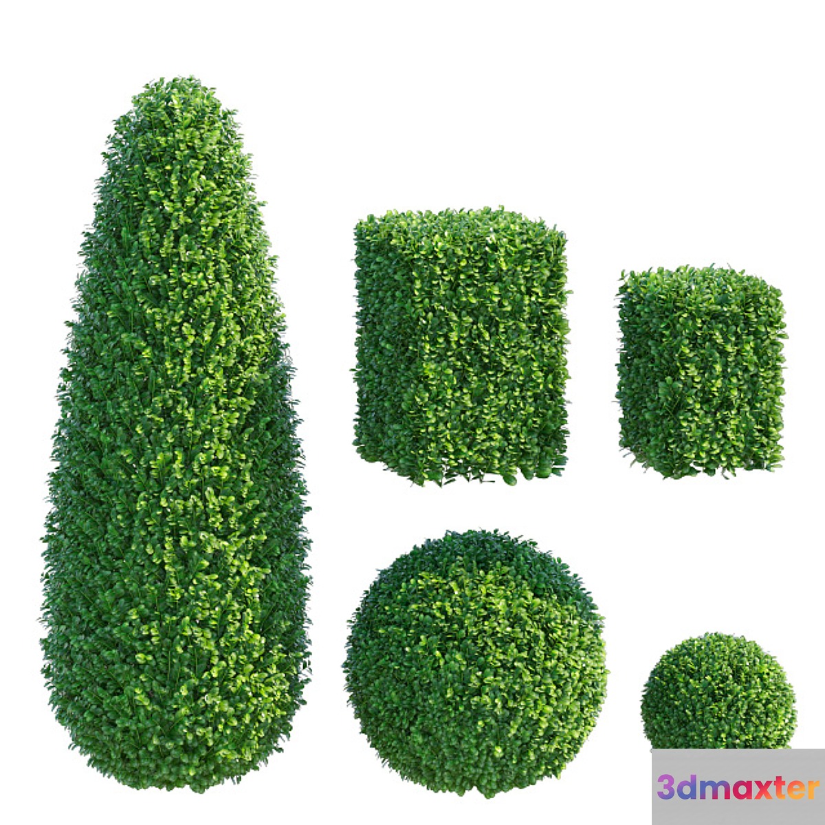 Boxwood 3D Max