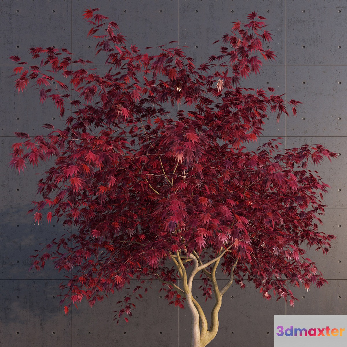 Japanese Maple