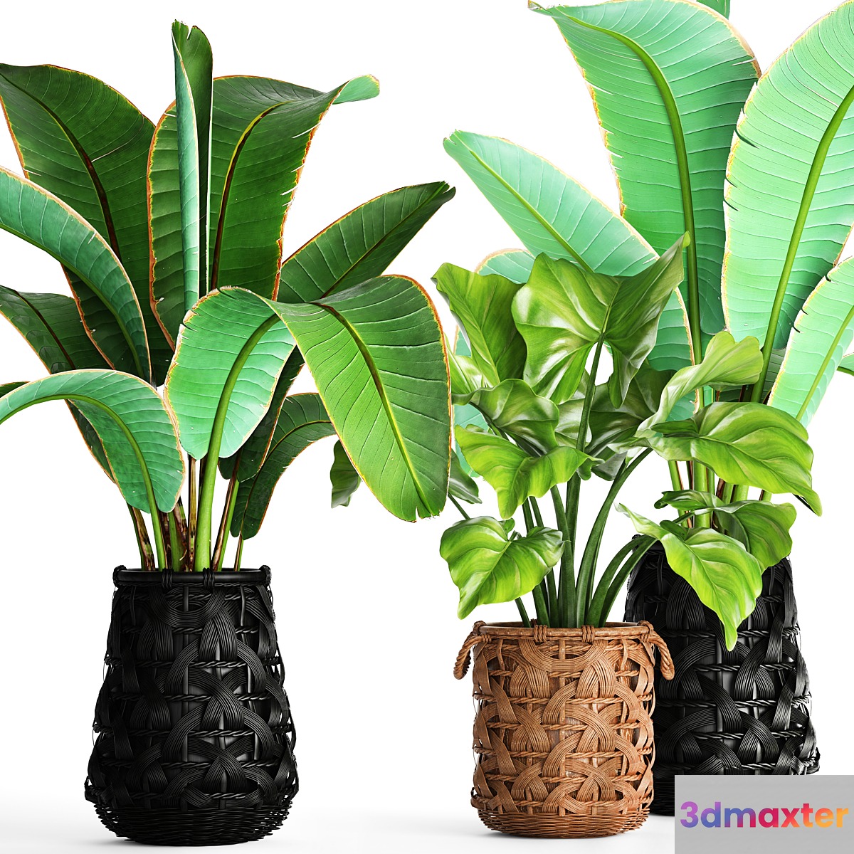 Strelitzia palm Alocasia Ravenala in a wicker black basket. Plant collection 96. 3D Max