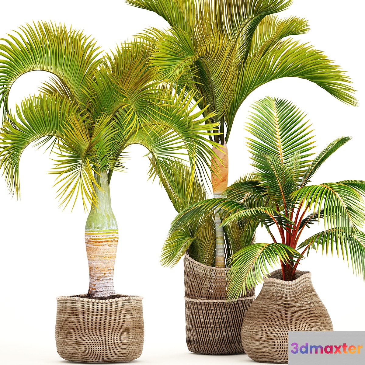 Collection of plants 97. tropical plants. Hyophorbe ornamental palms basket coconut tree young coconut tropical plants