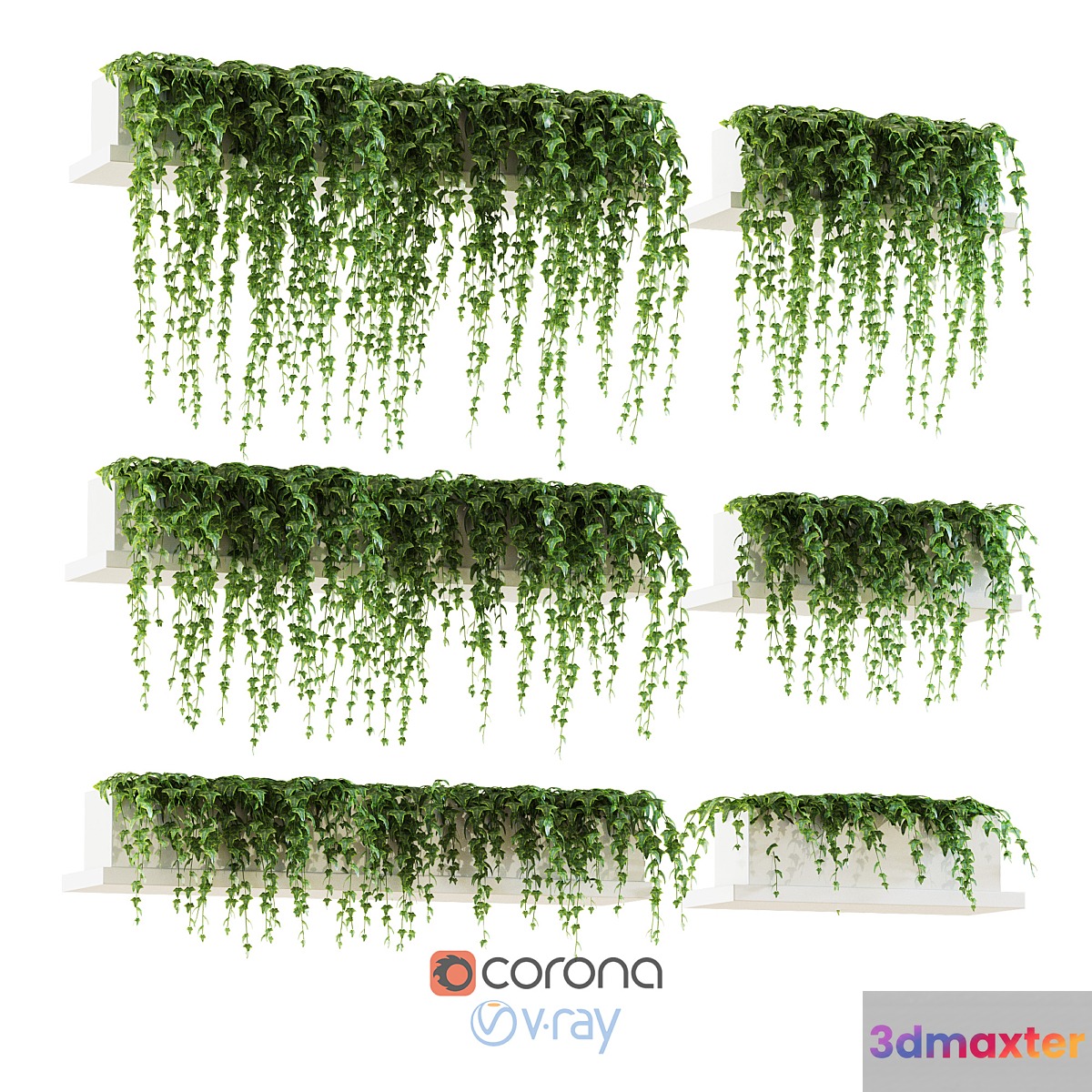Ivy for shelves - No.2