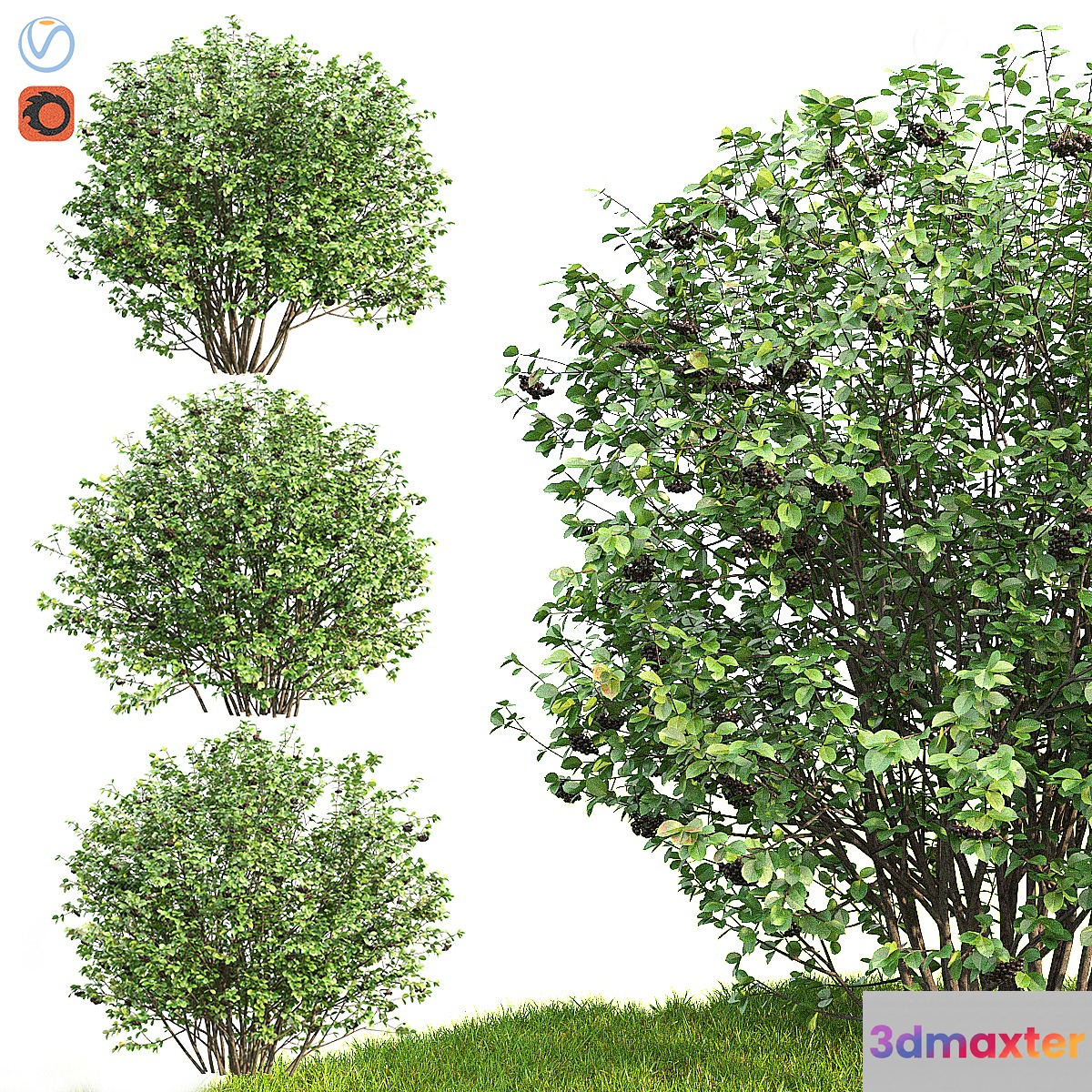 Rowan - No.8 3D Max