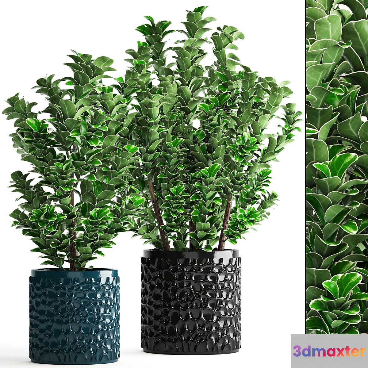 Collection of plants 104. boxwood flower pot bush office plants decorative flowerpot
