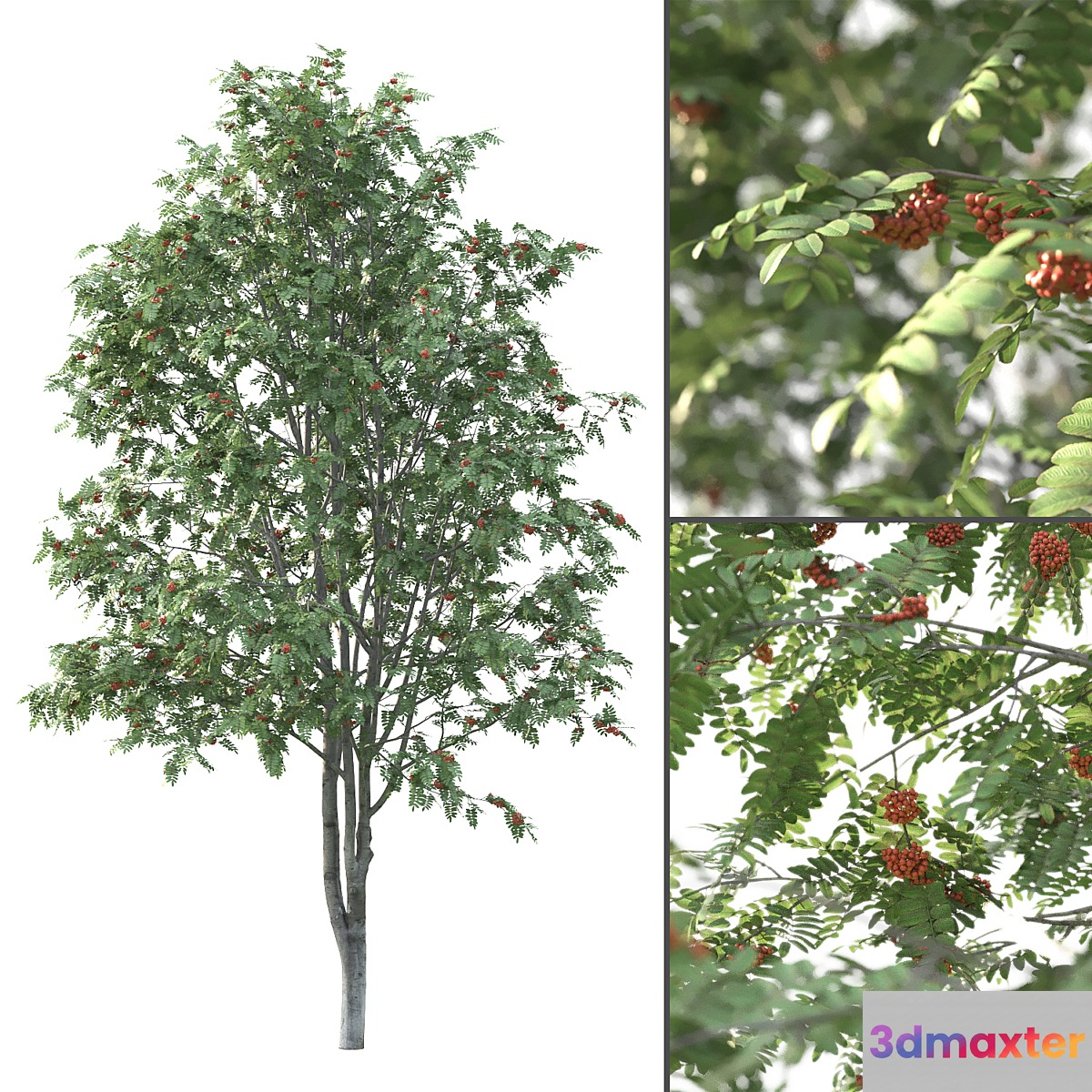 Rowan - No.3 3D Max