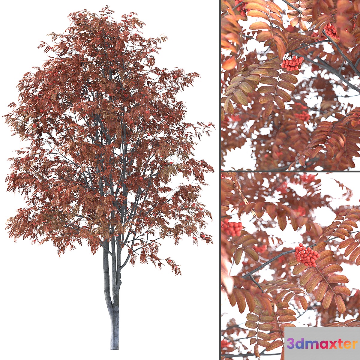 Rowan - No.7 3D Max
