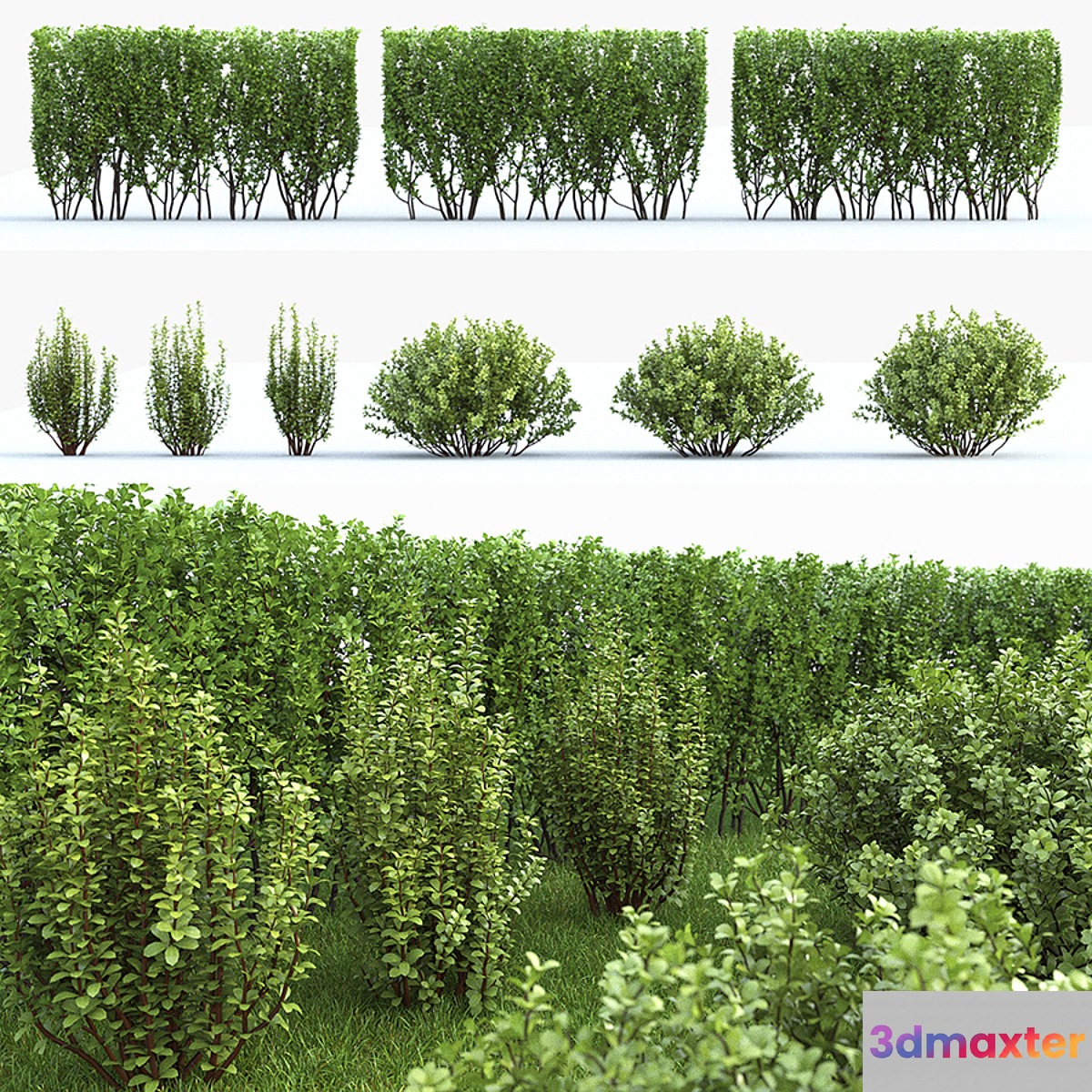 Barbaris Tunberga set №2 3D Max
