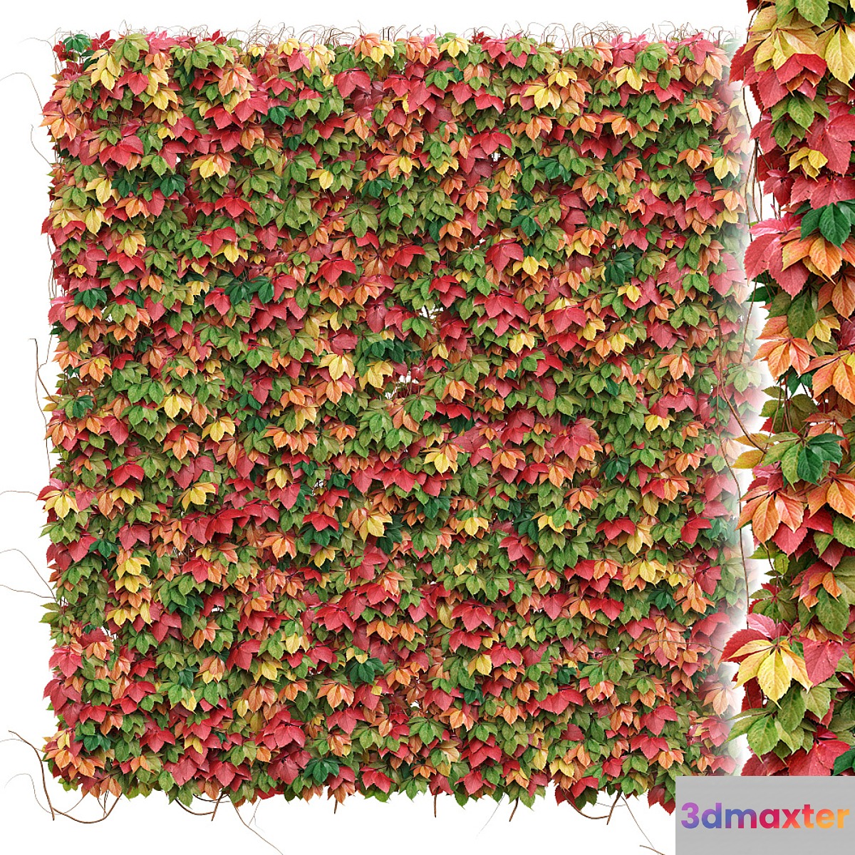Decorative wall of autumn leaves of grapes 3D Max