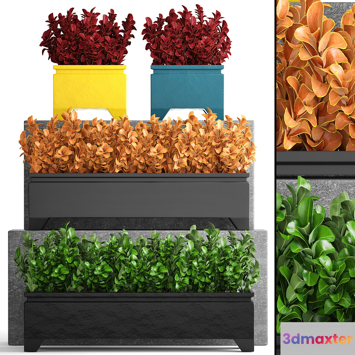 Collection of plants 110. Barberry Barberry Thunberg bushes landscaping garden flowerpot outdoor pot bush 3D Max