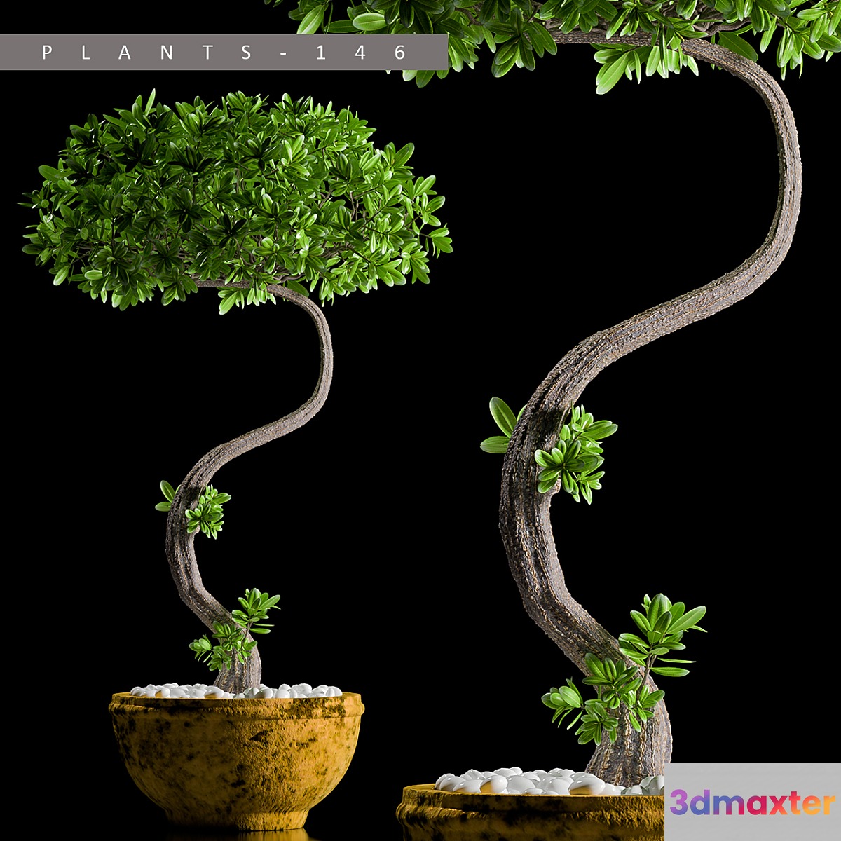 PLANTS 146