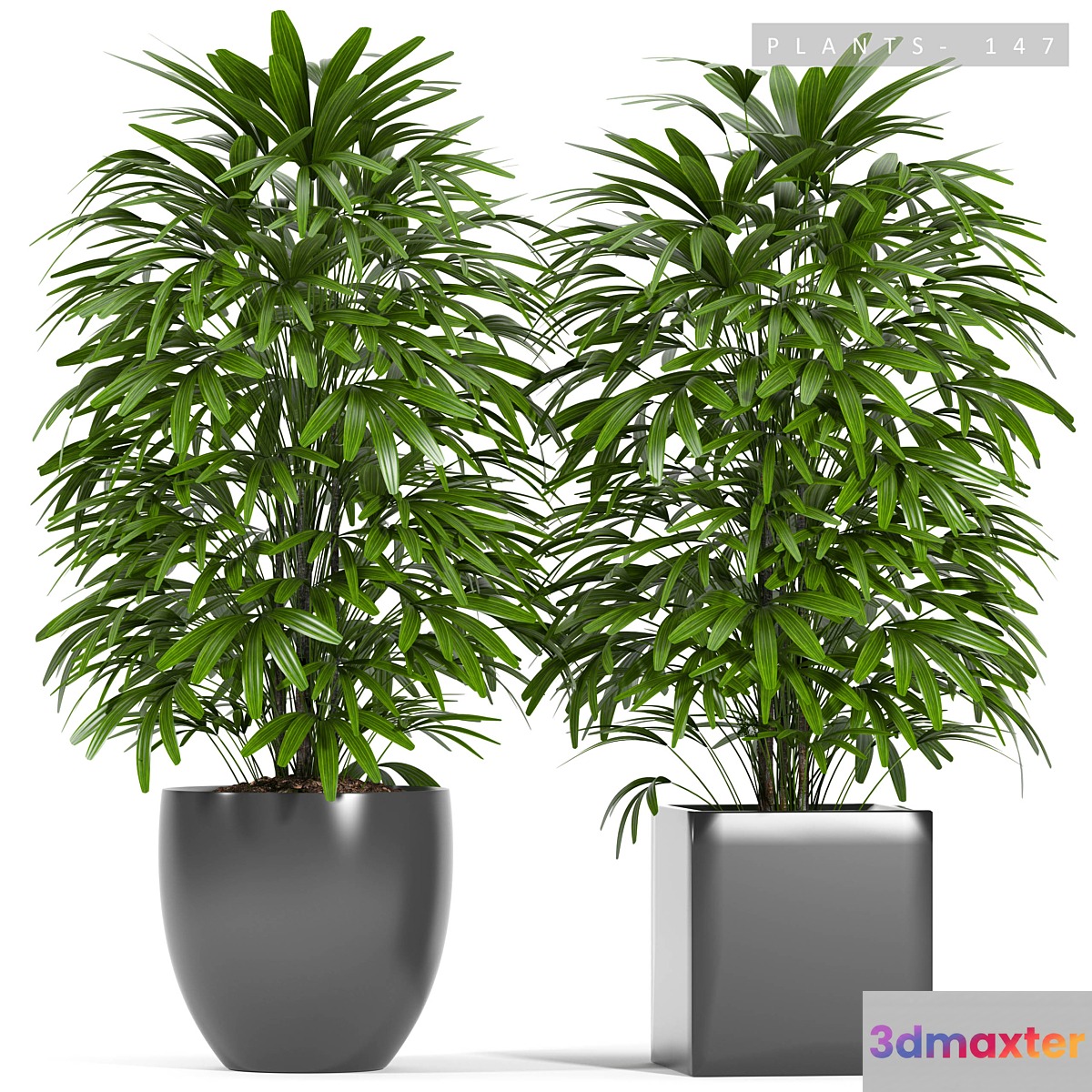 PLANTS 147 - No.2